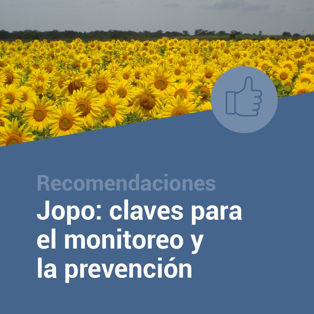 🌻El jopo es una planta invasiva que parasita las raíces del #girasol y afecta su crecimiento, rendimiento y supervivencia. Ante la reciente detección en Bolivia, te compartimos algunas recomendaciones para agudizar las medidas preventivas 🧵
