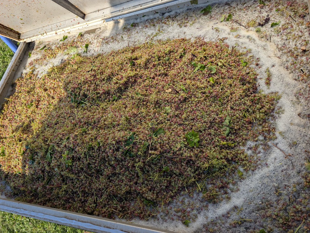 Bientôt la fin de cette campagne 2025 de vendanges 😍