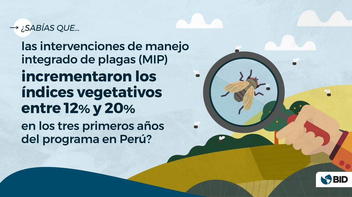 Conoce el Programa de Desarrollo de la Sanidad Agraria y la Inocuidad Agroalimentaria implementado en #Perú, que busca aumentar la productividad #agropecuaria, las #agroexportaciones y la inocuidad #agroalimentaria mediante un programa de manejo integrado de #plagas (MIP).