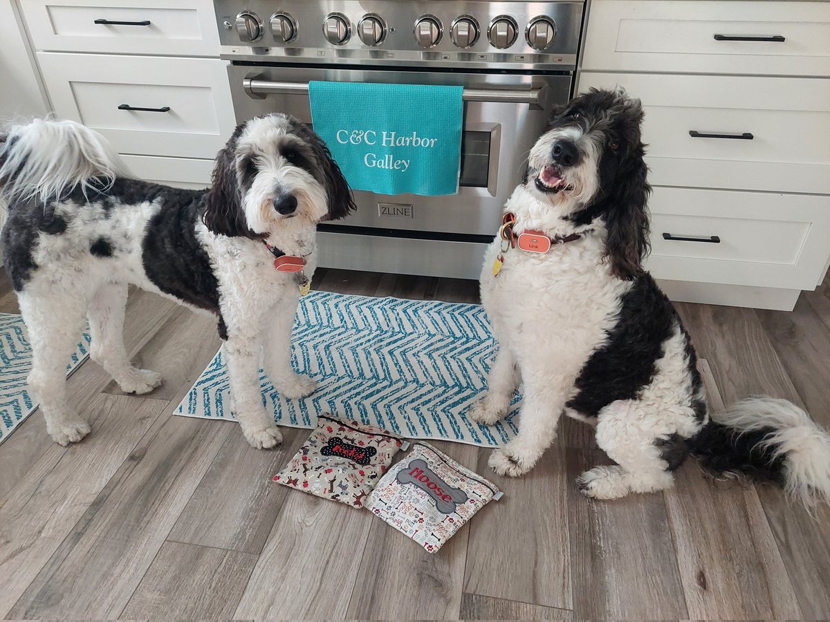 MooseTheCreekDog tweet media