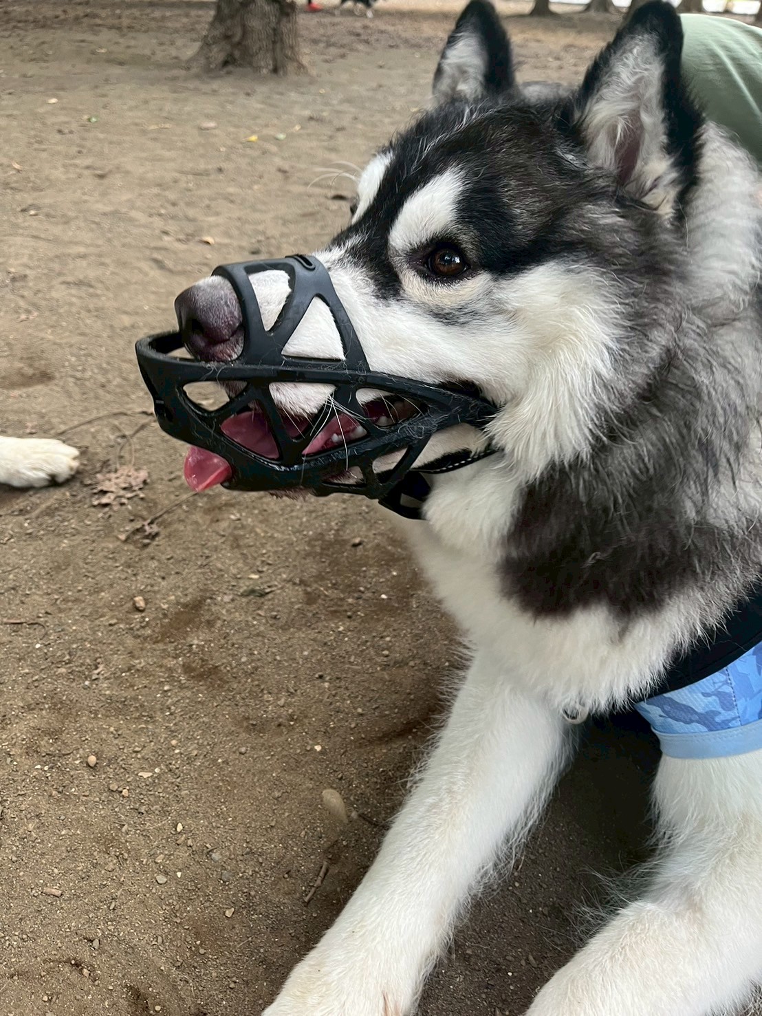超激レア□_HUSKY VOICE_ハスキーボイス_九州パンク_ソノシート_新品