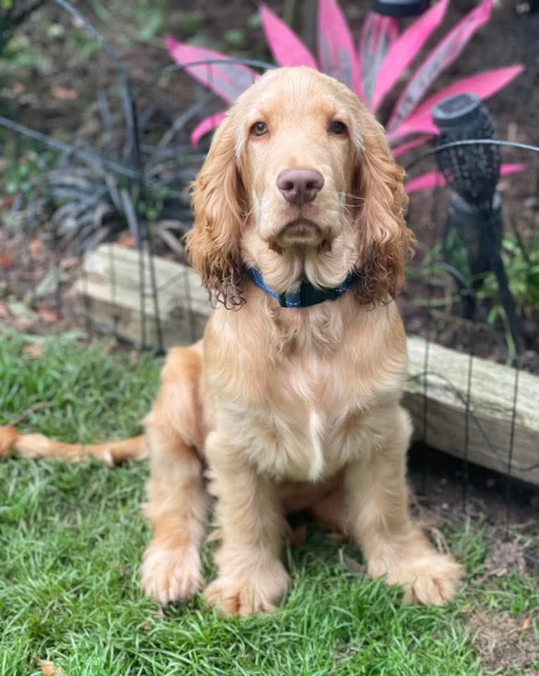 💚OAKLEY NEEDS A SPECIAL HOME IN #PEMBROKESHIRE #WALES💚

Please try &amp; remember that despite Oakley's visual impairment, he is just a typical #puppy He is playful, cheeky, full of life &amp; love. He’s completely unaware of his condition &amp; approaches life with joy in his foster home