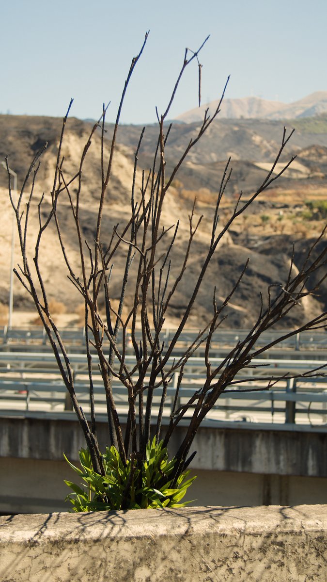 🌱 VINCI Environment Day

Σε όλα τα έργα της VINCI σε όλο τον κόσμο 🌍χθες γιορτάσαμε το Περιβάλλον.

• Περιηγηθήκαμε σε τμήματα του αυτοκινητόδρομου που επλήγησαν
• Ευαισθητοποιηθήκαμε για την αποκατάσταση του περιβάλλοντος μετά από φυσικές καταστροφές

#OlympiaOdos
