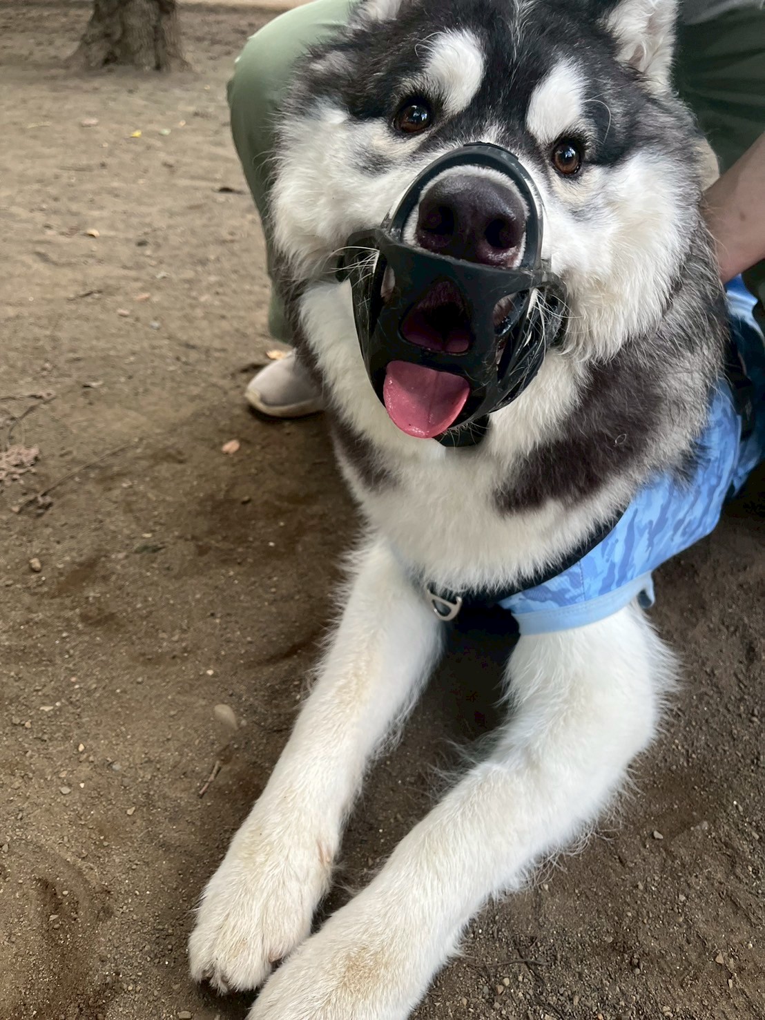 爽 (@sawayakakun0815) / X