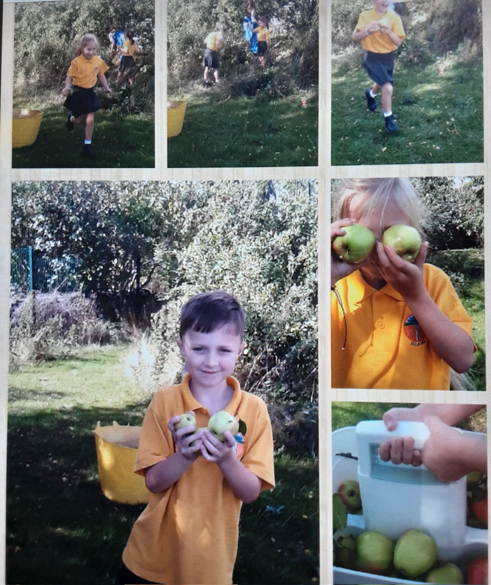Last week , we harvested some of the school apples. We ate a few, we chopped a few to make a crumble and we also used a few to do some printing with paint. We have enjoyed our apples this year.