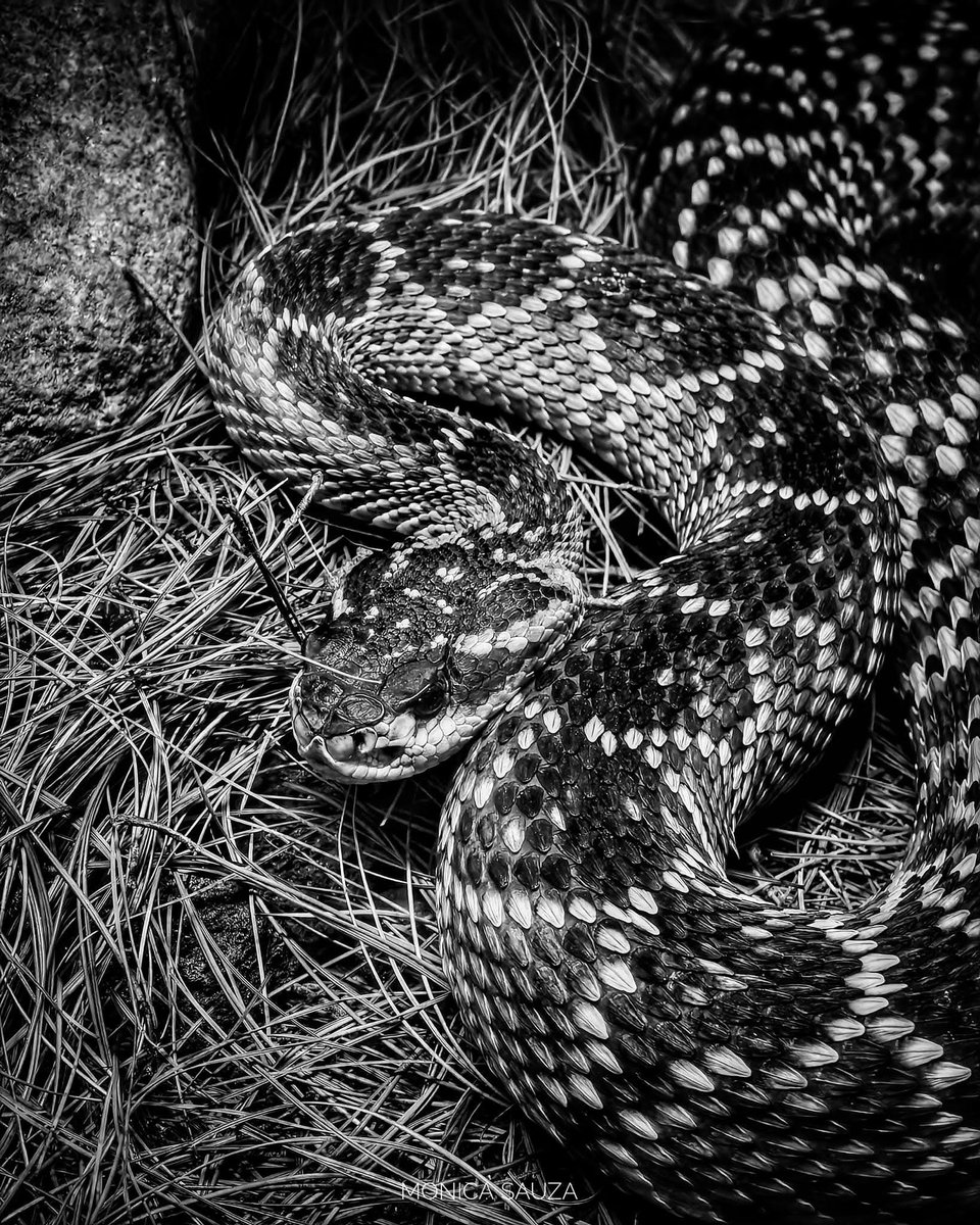 mosave_87's tweet image. Las mejores personas poseen sensibilidad para la belleza, valor para enfrentar riesgos, disciplina para decir la verdad, capacidad para sacrificarse.
Ernest Hemingway

📷 IG: monicasauza

#cdmx #chapultepec #zoologicodechapultepec #bnwphotography #NaturePhotography