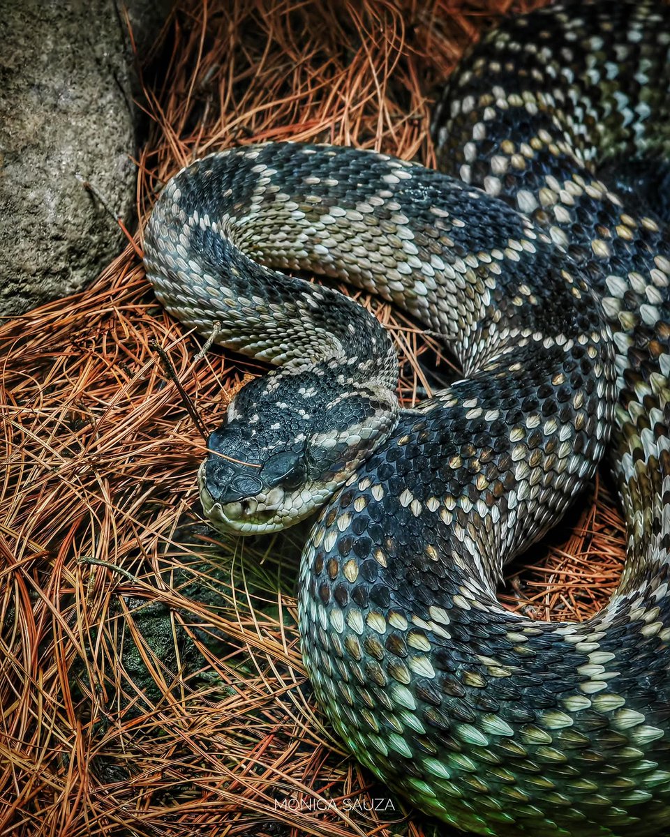 mosave_87's tweet image. Irónicamente, estas virtudes los hacen vulnerables; frecuentemente se les lastima, a veces se les destruye. 
Ernest Hemingway

📷 IG: monicasauza

#cdmx #chapultepec #zoologicodechapultepec #NaturePhotography