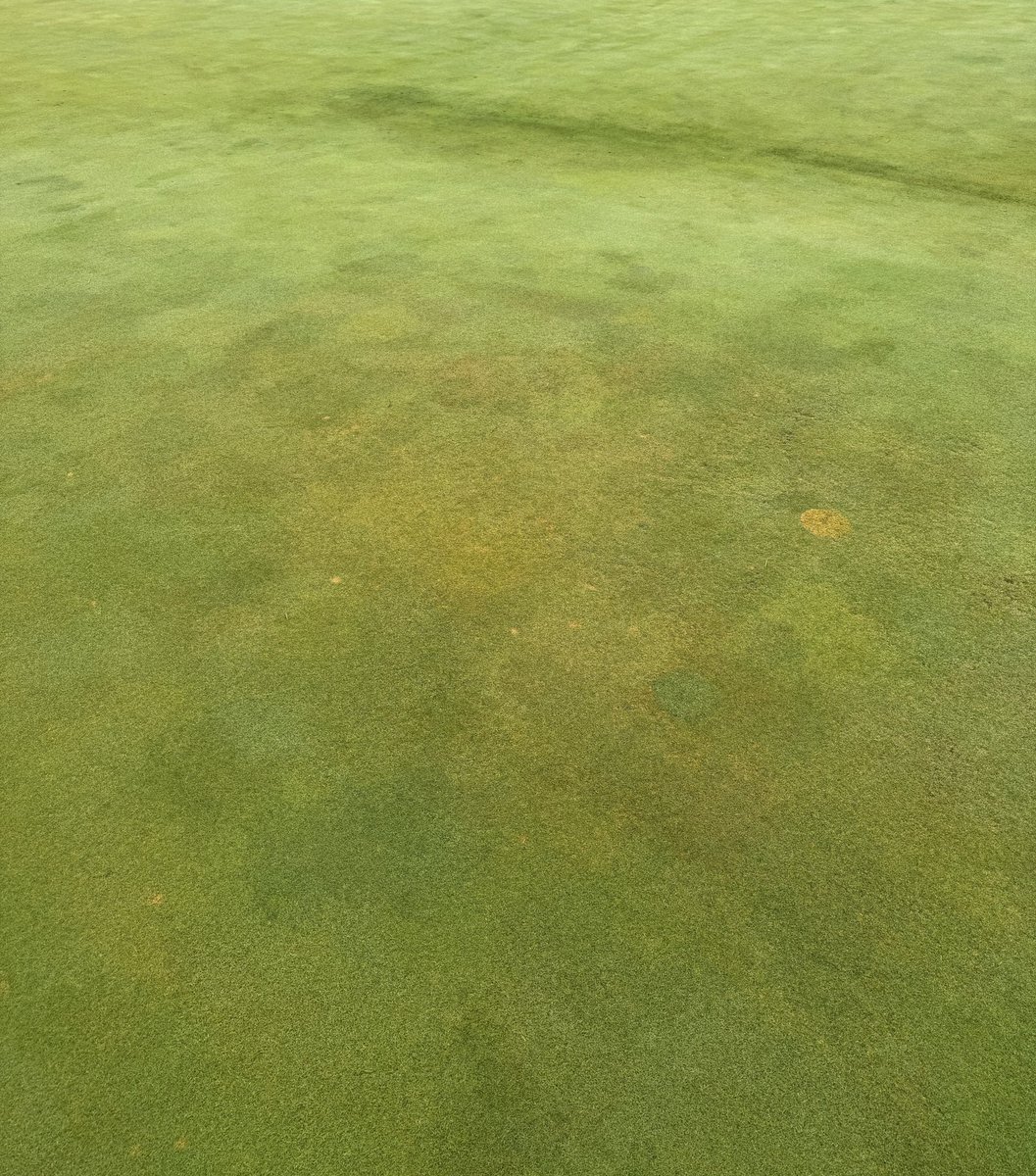 Brad Allen, CGCS tweet media