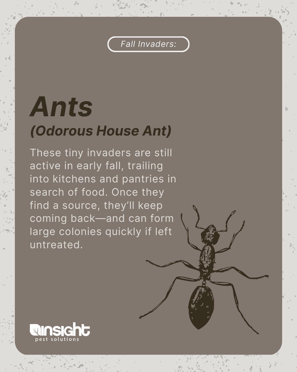 Fall nights = pests moving in 🐭🪳🐞
Boston &amp; NH homeowners — watch out for these fall invaders sneaking indoors!
👉 See the top pests &amp; how to stop them: insightpest.com/get-a-free-quo…
#FallPests #Boston #NewHampshire #PestControl