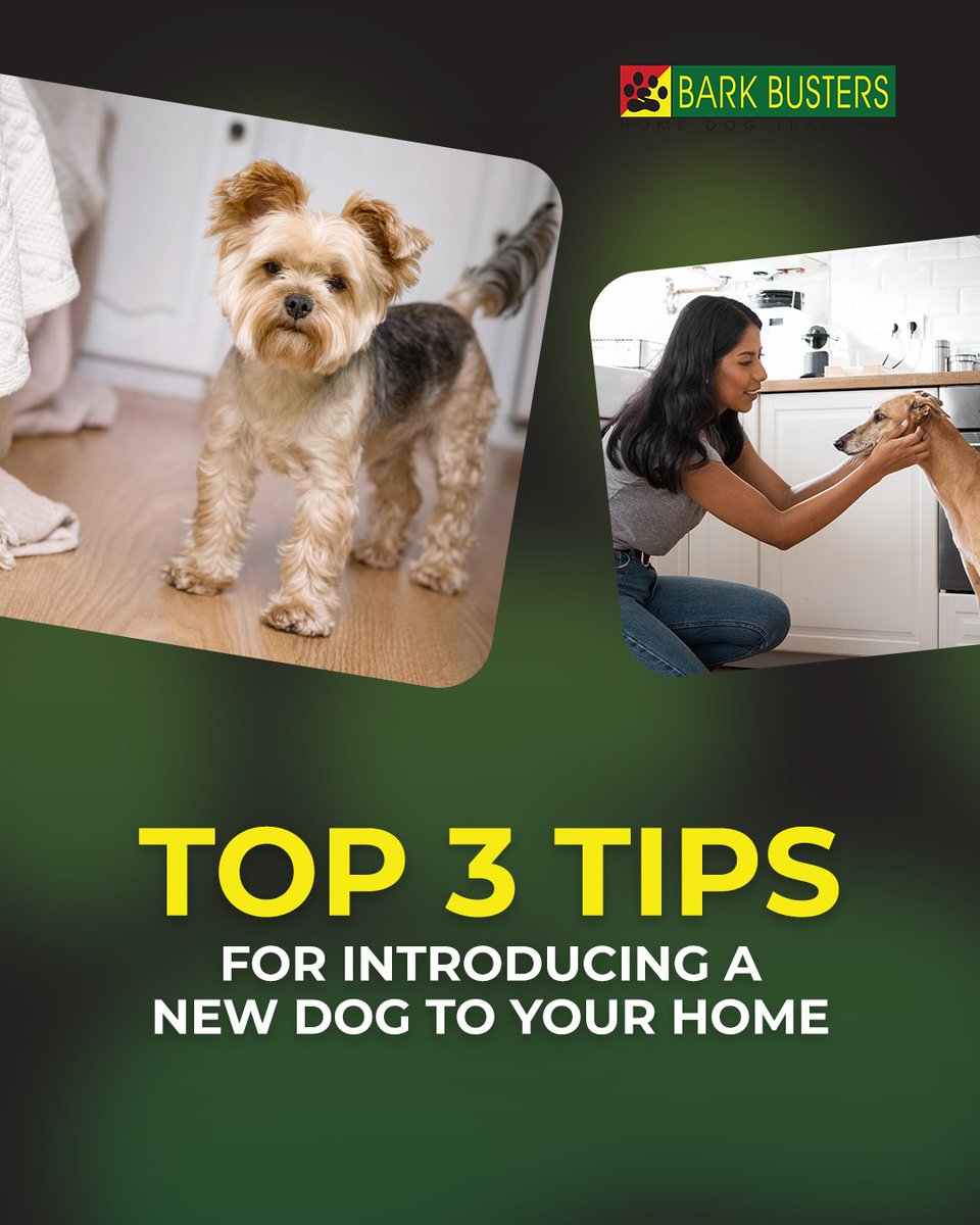 BarkArlington's tweet image. Bringing a new dog home is exciting, but it can also feel overwhelming...

Need more support? We can help your dog feel at home, right from the start.

#barkbustersarlington #dogtrainingtips #dogbehaviorhelp #newdoghome #adoptdogtips #dogtrainingathome #calmandconfident