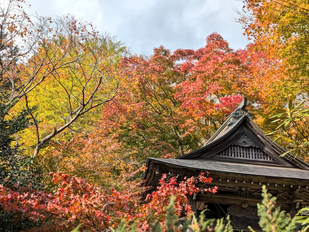 コスプレイヤーのみなさん！遠くを見れば深い谷が続く山脈が見え、目の前を視線を落とせば春は桜、夏は青紅葉、そしてこれからの秋は紅葉🍁『お寺⑪』を紹介します！
①空に浮いた建物みたい
②庭あり
③紅葉やイチョウに囲まれた長い石段あり！100段超
④紅葉に囲まれる建物、紅葉に囲まれる川もあり