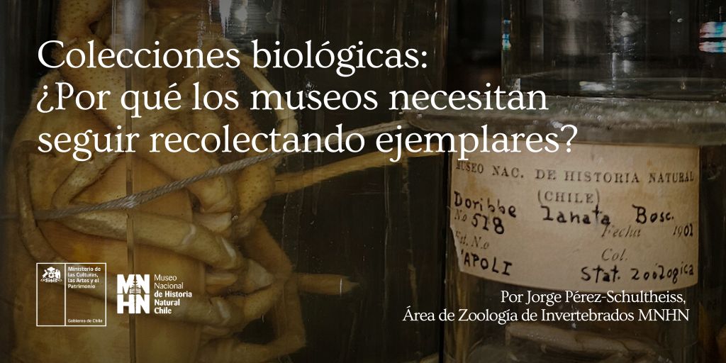 ¿𝐏𝐨𝐫 𝐪𝐮é 𝐥𝐨𝐬 𝐦𝐮𝐬𝐞𝐨𝐬 𝐧𝐞𝐜𝐞𝐬𝐢𝐭𝐚𝐧 𝐢𝐧𝐜𝐫𝐞𝐦𝐞𝐧𝐭𝐚𝐫 𝐬𝐮𝐬 𝐜𝐨𝐥𝐞𝐜𝐜𝐢𝐨𝐧𝐞𝐬 𝐛𝐢𝐨𝐥ó𝐠𝐢𝐜𝐚𝐬? 🤔

Pregunta Jorge Pérez Schultheiss, curador del Área de Zoología de Invertebrados del MNHN 🌎🐞🦀🐆🌵

La nota completa, acá 👉🏻 tinyurl.com/2v26ru84