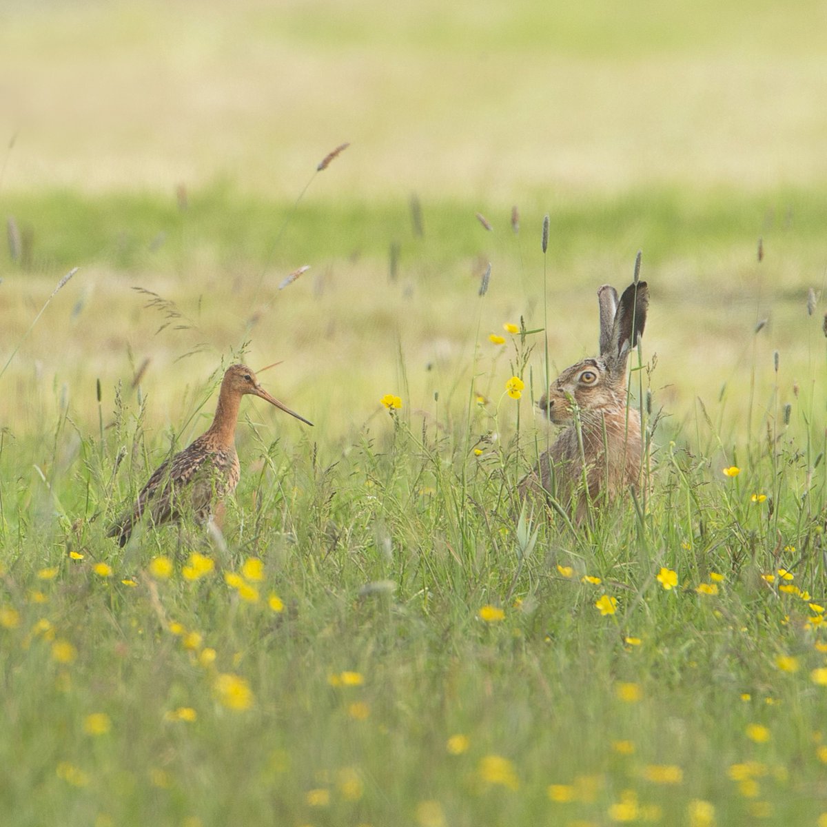Steat fan it Fryske bioferskaat online te besjen. Ontdek hoe het gaat met planten &amp; dieren in Fryslân via cijfers, trends en verhalen. Voor inwoners, onderzoekers en organisaties 👉 gisportaal.fryslan.nl/portal/apps/ex…