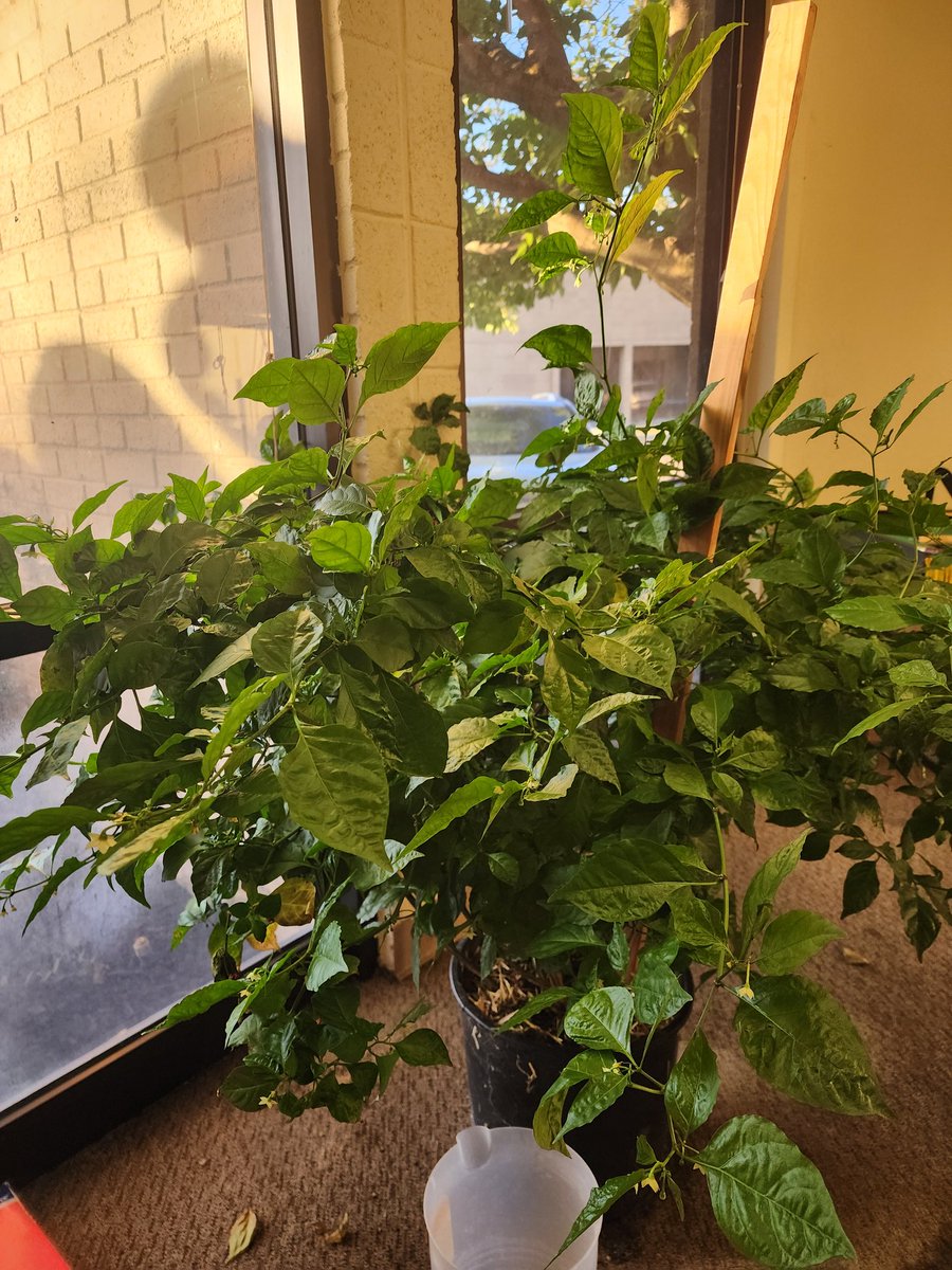 Lucy.  (Short for lucifer) my Carolina reaper plant i keep in my office. About 3 years old now.