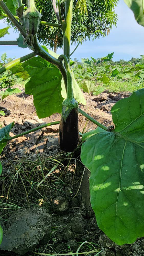 Tomorrow Sarl tweet media