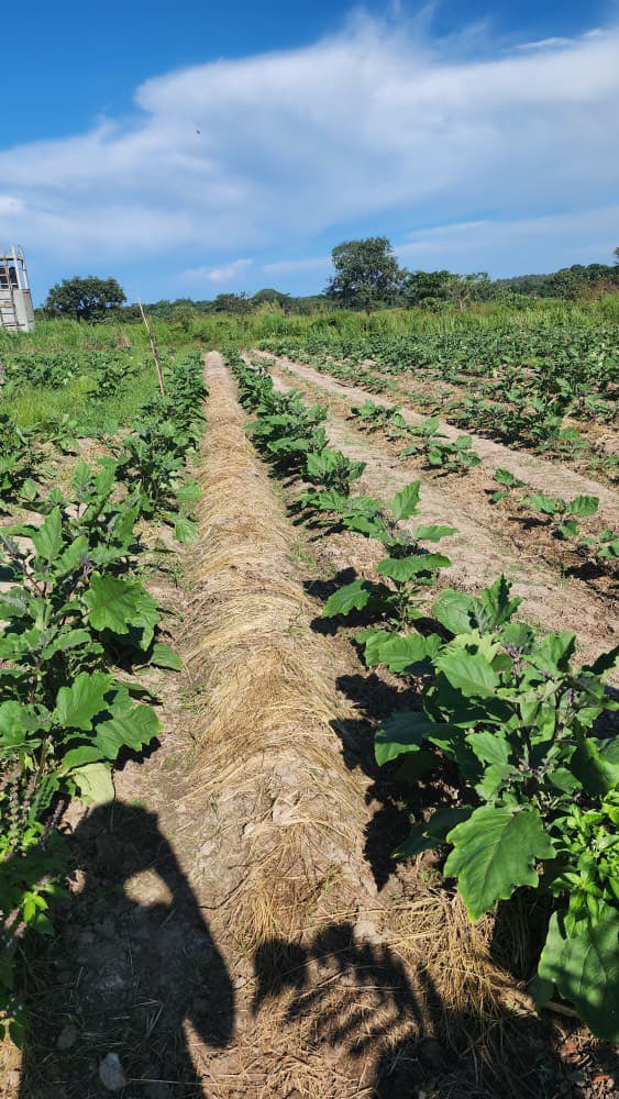 Tomorrow Sarl tweet media