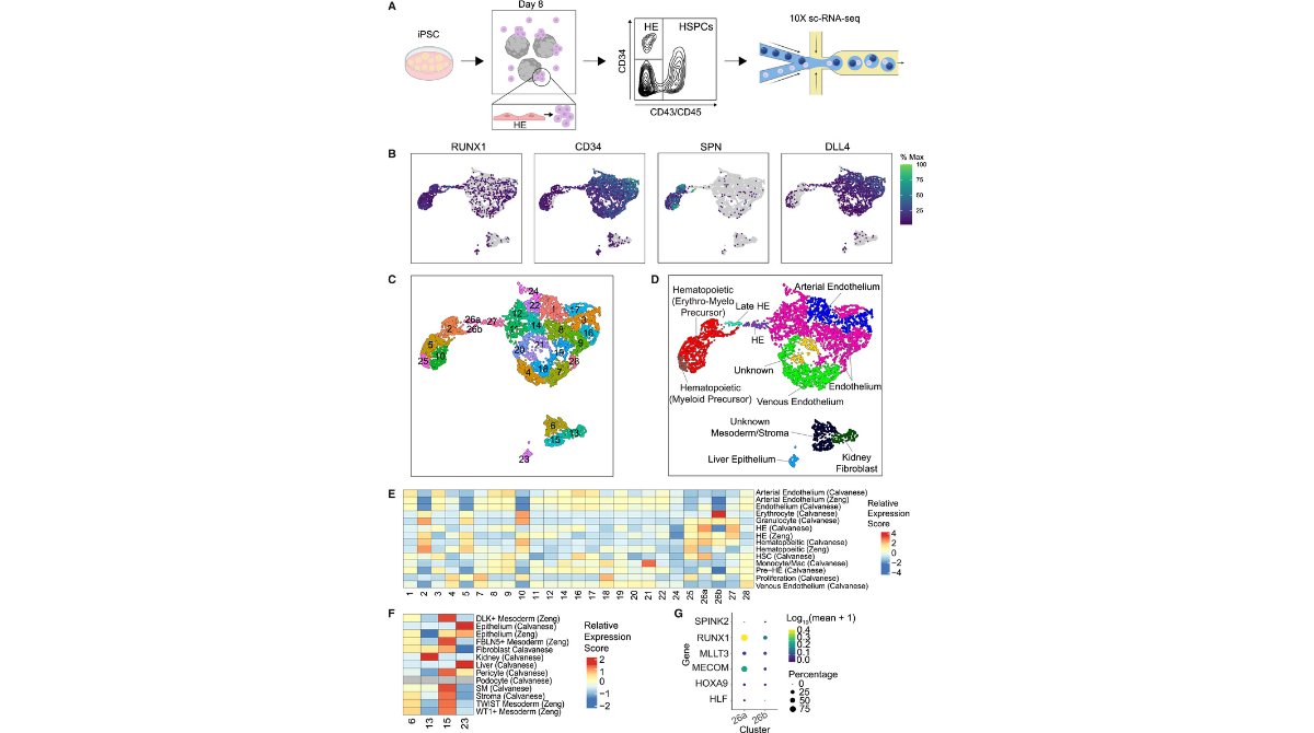 stemcellreports's tweet image. New #hematopoiesis research maps single-cell dynamics of endothelial-to-hematopoietic transition from iPSCs and integrates it with human embryo datasets to identify ligand-receptor interactions that drive developmental regulation. ow.ly/B1Tu50WZquR
@UW @fredhutch @UWISCRM