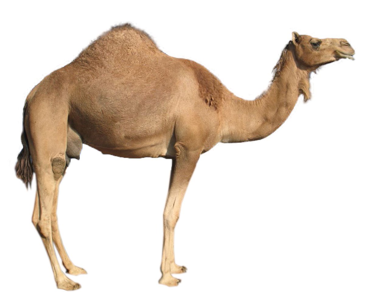 Marianne Mureithi (@docmureithi) on Twitter photo Proud to share, our talented PhD scholar Brian Ogoti’s  paper on #MERS-CoV detection in camels at a northern Kenya abattoir. A <a href="/uonbi/">University of Nairobi</a>, <a href="/CEMA_Africa/">CEMA-Africa</a> <a href="/kaviuon/">KAVI-ICR</a> <a href="/Uonunitid/">Institute of Tropical Infectious Diseases (UNITID)</a> & <a href="/ChariteBerlin/">Charité - Universitätsmedizin Berlin</a> collaboration under #DFG, advancing #OneHealth research. <a href="/UoN_FHS/">University of Nairobi Faculty of Health Sciences</a>  doi.org/10.3389/fvets.… Proud to share, our talented PhD scholar Brian Ogoti’s  paper on #MERS-CoV detection in camels at a northern Kenya abattoir. A <a href="/uonbi/">University of Nairobi</a>, <a href="/CEMA_Africa/">CEMA-Africa</a> <a href="/kaviuon/">KAVI-ICR</a> <a href="/Uonunitid/">Institute of Tropical Infectious Diseases (UNITID)</a> & <a href="/ChariteBerlin/">Charité - Universitätsmedizin Berlin</a> collaboration under #DFG, advancing #OneHealth research. <a href="/UoN_FHS/">University of Nairobi Faculty of Health Sciences</a>  doi.org/10.3389/fvets.…