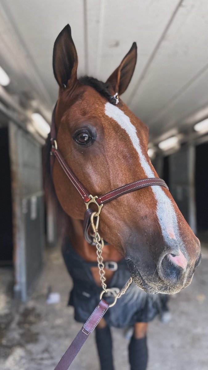 Hannibal ❤️🥈 Igår var han tillbaka och slutade tvåa på 12,1 🫶🏼 Världens bästa pensionär! Jag är så tacksam att du är tillbaka hos mig efter alla dessa år ❤️