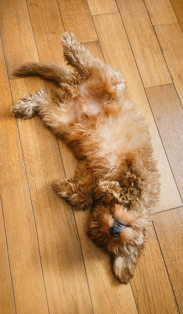 ⚠️ Attention⚠️ 
Chien malheureux