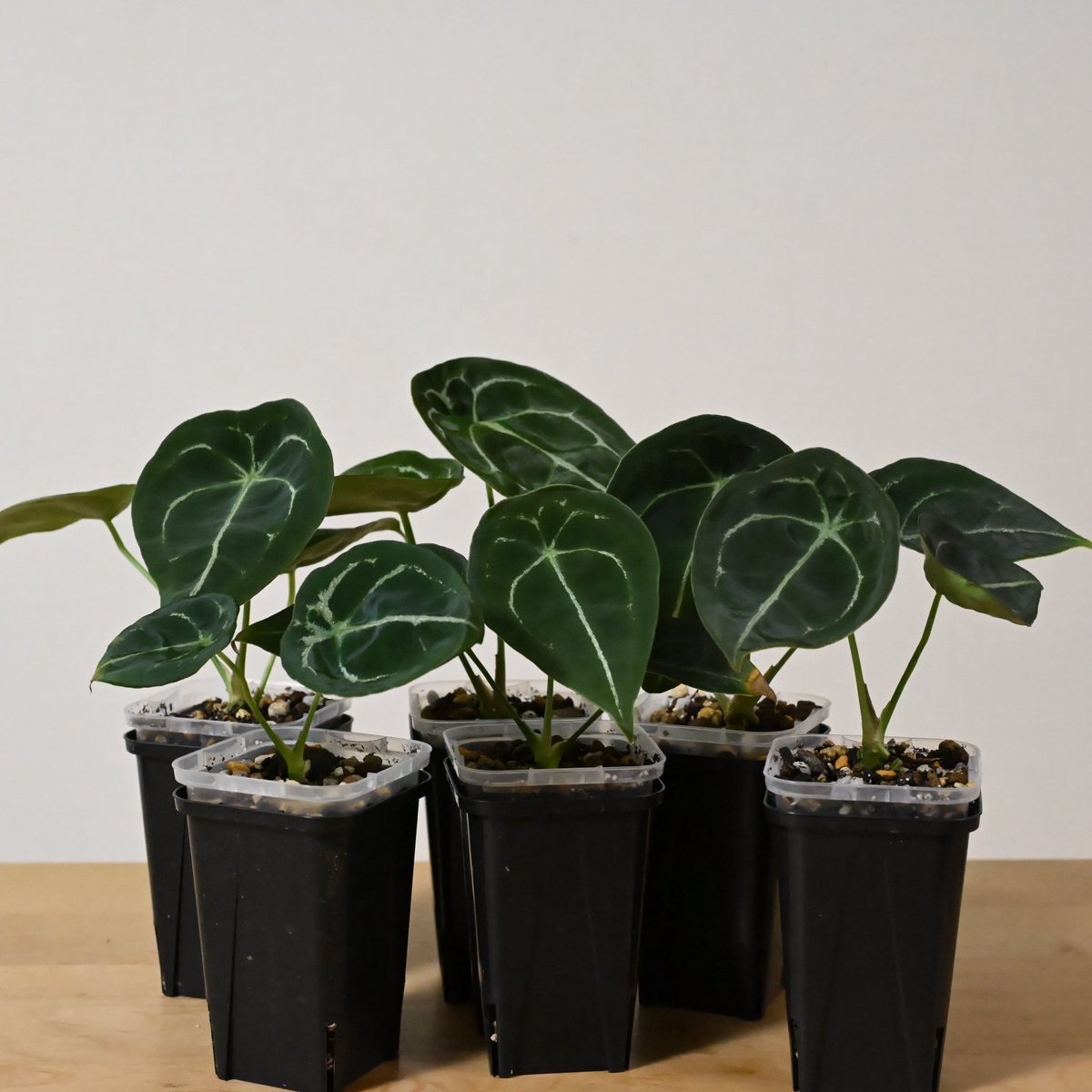 その他観葉植物 nori Nori / NPG(Nori Plants Garden) (@nori__plants) / X
