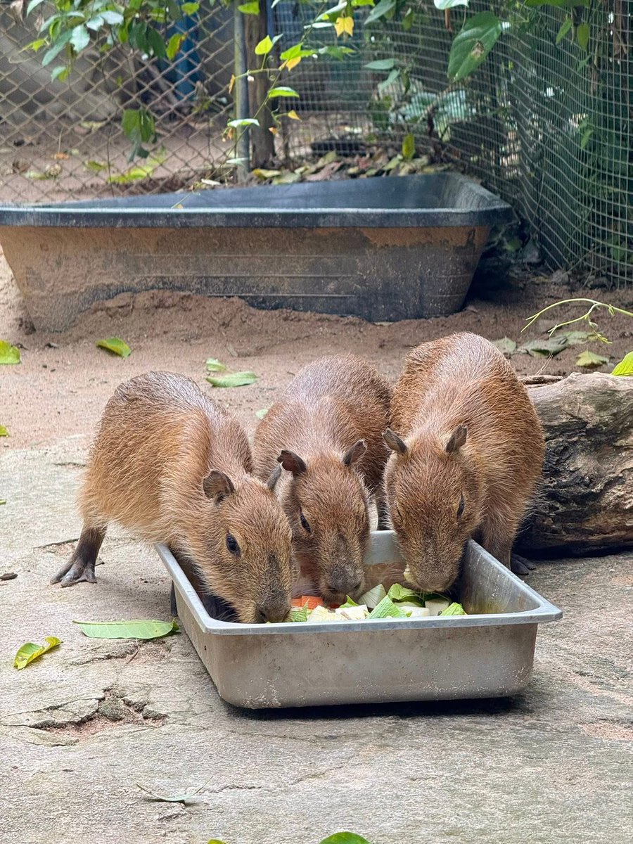 รูปที่ถ่ายวันนี้ แค่บางส่วน 🤣
ถ้าคุณเป็นผม คุณจะถ่ายรูปน้องๆวันละกี่รูป🤣
8 ชม.ที่ต้องเจอต่อวัน งานผมนี่มันเฟี๊ยวจริงๆ555 
#hippo #PygmyHippo #ขาหมูแอนด์เดอะแก๊ง #หมูเด้งเด้งกี่โมง #Moodeng #พี่ขาหมู #สวนสัตว์แปลกเขาเขียว
