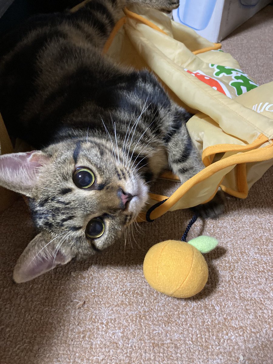 猫ご飯　バラ売り可 ペットフード】 猫のごはんの通販 by Sepia's ｜ラクマ