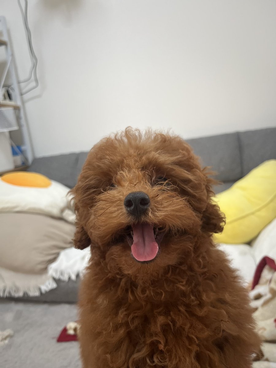 守りたいこの笑顔🐶^^