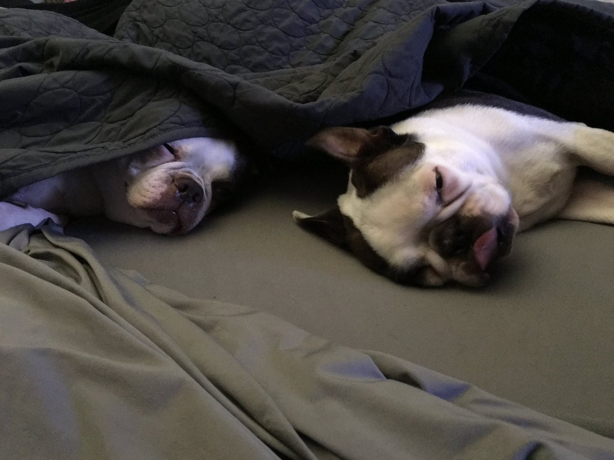 MagnetixSQL's tweet image. Woke this morning feeling super depressed &amp;amp; had no clue why. Then about 30 minutes ago my phone went off &amp;amp; it was clear why I was depressed and I had forgotten what today was. I miss you Tucker &amp;amp; I hope you &amp;amp; your sister are watching over us.