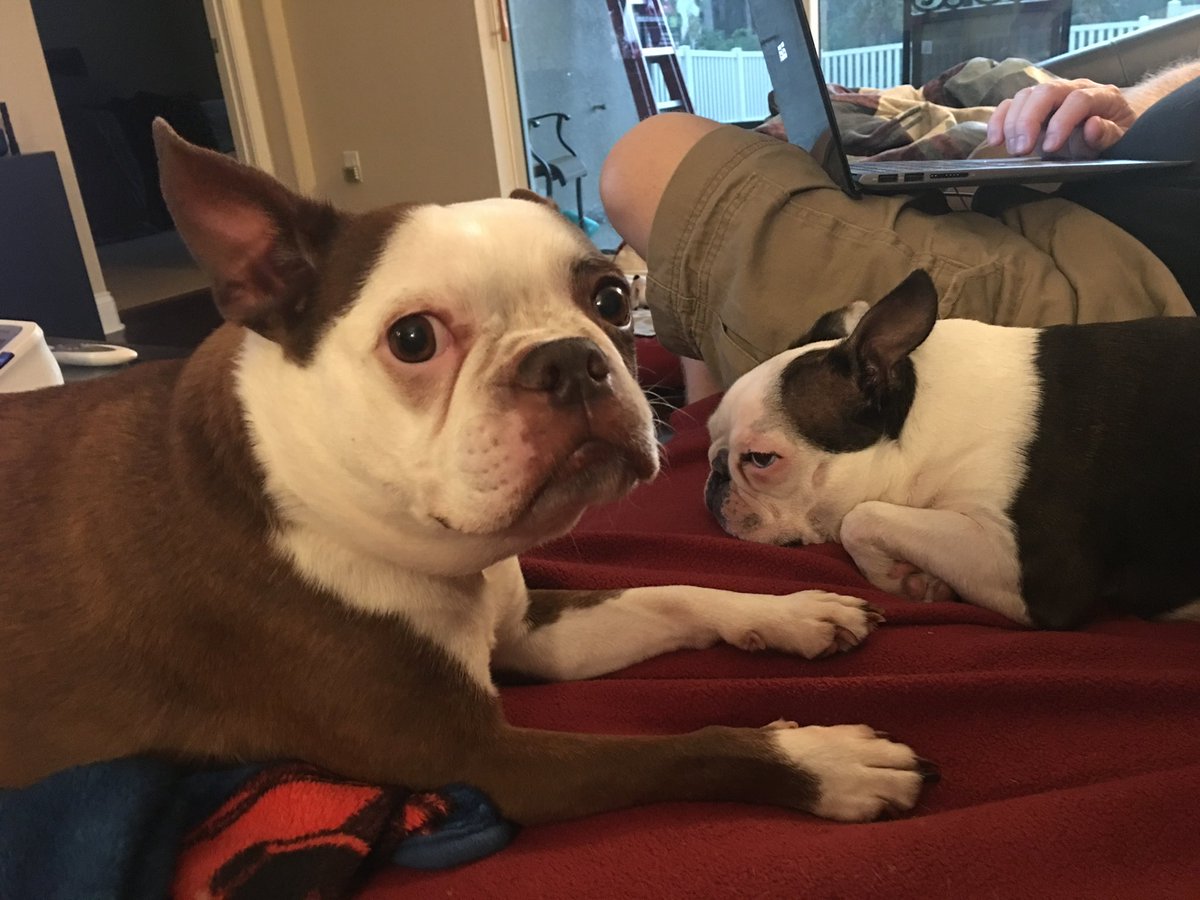 MagnetixSQL's tweet image. Woke this morning feeling super depressed &amp;amp; had no clue why. Then about 30 minutes ago my phone went off &amp;amp; it was clear why I was depressed and I had forgotten what today was. I miss you Tucker &amp;amp; I hope you &amp;amp; your sister are watching over us.