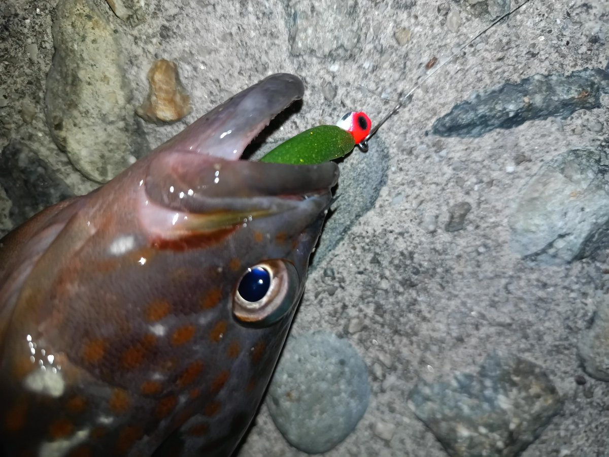 今日は祭日でしたが通常出勤仕事してました
定時で帰れたので下げのタイミングでいけそうな〜の〜で〜行ってきました
当たりもなかなか無くしばらくはカサゴがたまに当たるくらいでしたが涼しくなった海でもキジハタがいてくれました〜

#キジハタ
#アコウ
#月下美人
#ビームフイッシュ