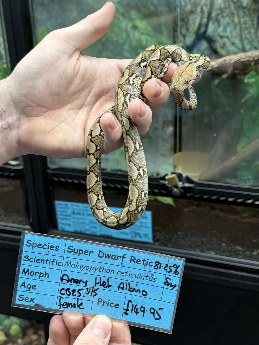 PixelBushYT's tweet image. fuck it, I was gonna wait till I got her but she's too damn cute not to show.
this is the python I'm looking into buying.
she is six months old. she eats a small mouse every Thursday. she is a hungry little shoelace. and she is so cute I might die.
I am so excited.
