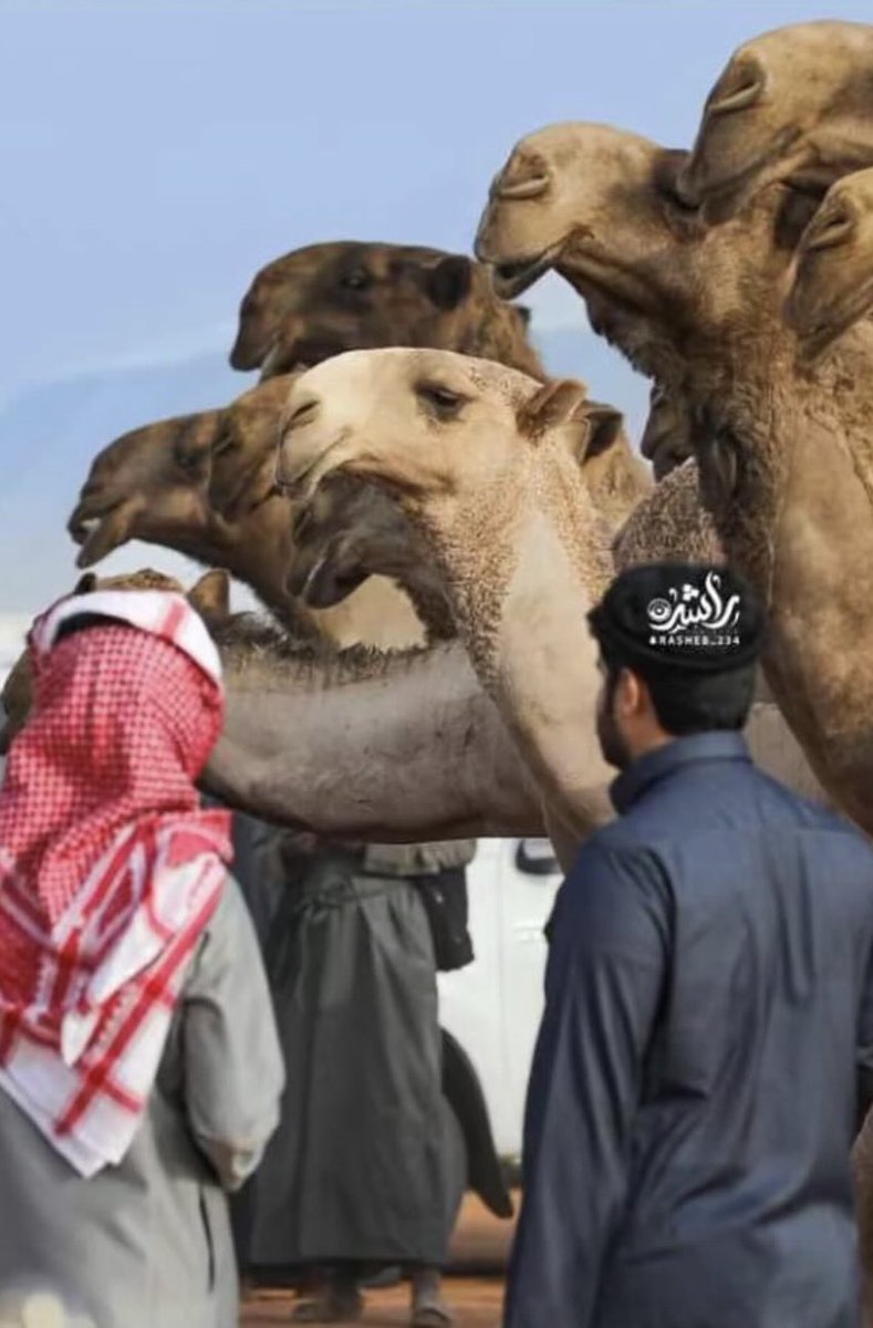 -

95 عام من العطاء والشموخ والمجد
كل عام والوطن قيادةً وشعباً بخير 
وعز وسلام 💚
#اليوم_الوطني