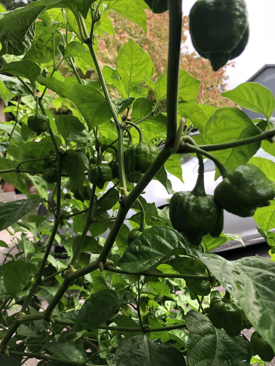 <a href="/Sweatydadsauce/">Dwight Campbell</a>  lots of green peppers for this time of year