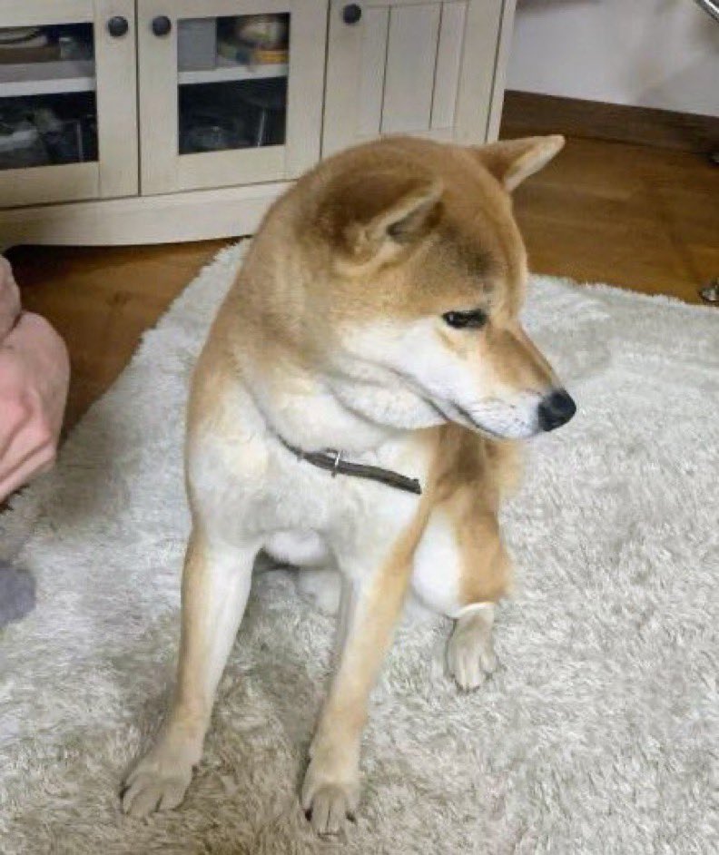 🐶『お家に帰れました😆』🎉
ﾔｯﾀﾈ♪٩(๑´ ∀`๑)۶♪💕
愛媛県東温市牛渕から迷子になっていた〝ちゃた君〟に朗報✨
無事保護されてお家に帰れました😀🎊
インスタ経由で保護されていると連絡が来たそうです😊皆様のご心配とご協力ありがとうございました🙇🏼