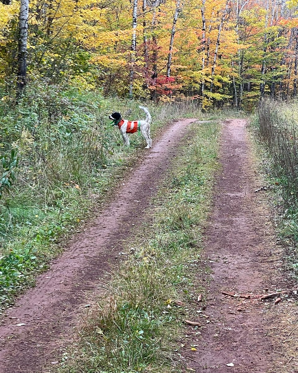 BirdHunter's tweet image. Opening Day – Ruffed Grouse Hunting in Michigan Video
ow.ly/AJpL50X0Cai