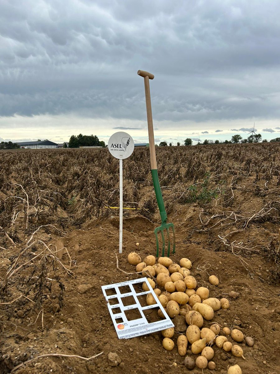 Groupe_ISSIPA's tweet image. Récolte de nos essais oligo et biostimulants pomme de terre. Deux critères clés sont passés au crible : le rendement et le calibre.
#agriculture #NégoceAgricole