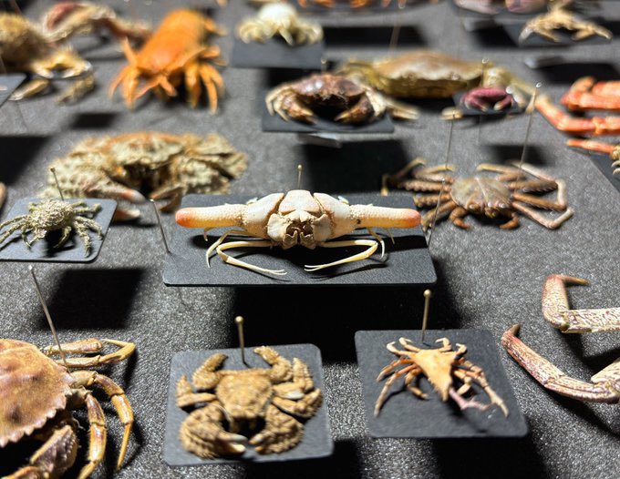 カニ　根付　天然素材 かにびーつ (@2keb9SXy17IjLMf) / Posts / X