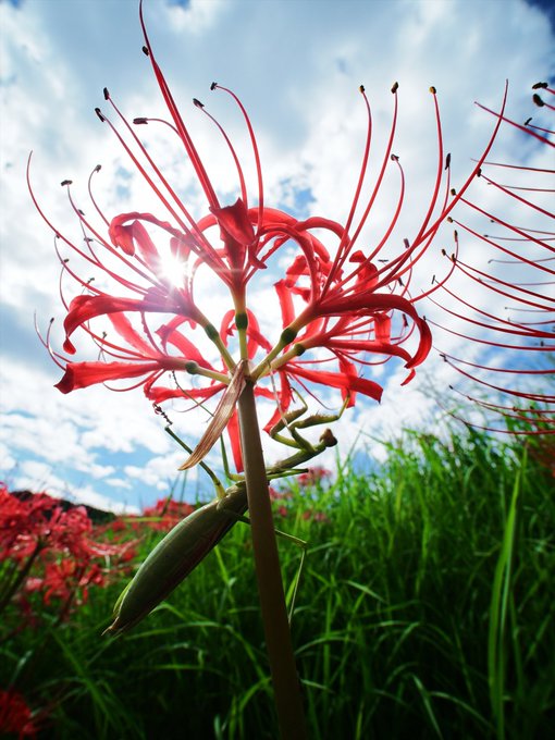 過去撮った写真で大雑把にやってみたけど、結局癖で元写真の色を1ヵ所1ヶ所参照しちゃったりしてあんま上手く行かんかった。RAW現像とかで意識的に絵作りした写真使ったのも駄目だったかも。 