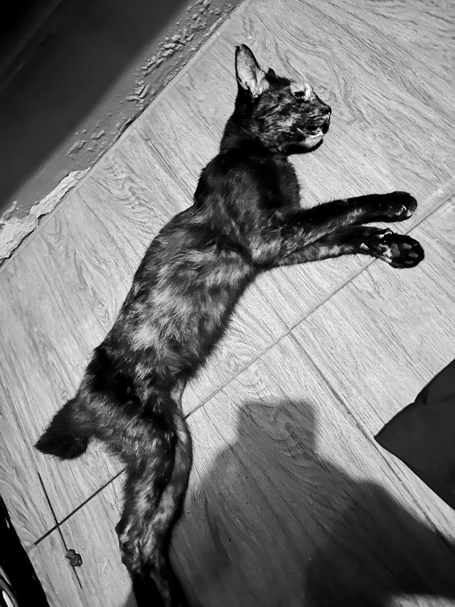 paws_coco's tweet photo. Maaf Molly aku belum bisa jadi babu yang baik.
Maaf Molly aku belum bisa bawa kamu ke Vet.
Maaf Molly kamu kurus gini karna sakit aku gabisa rawat kamu dengan baik.
Maaf Molly.
Semoga Molly di surga ketemu Meng, udah ga sakit lagi ya🥀
Ily sm🤍 https://t.co/bOO55fJSta