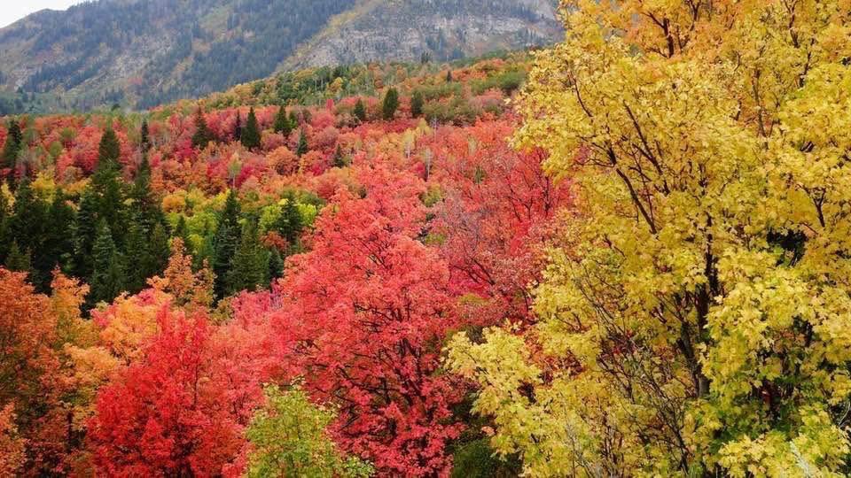 Mother Nature’s artwork, framed by the mountains. 🎨🍂

📷 Mike Flaherty 
📍 Sundance, Utah