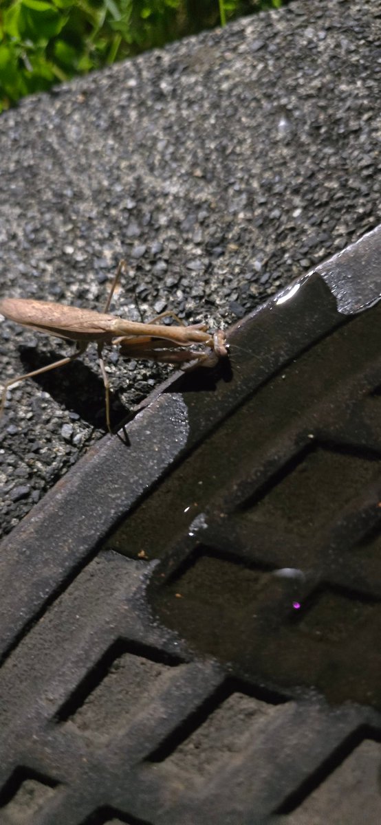 弱ってるカマキリいたから水あげたら飲んだ！よしよし(^_^)ノ