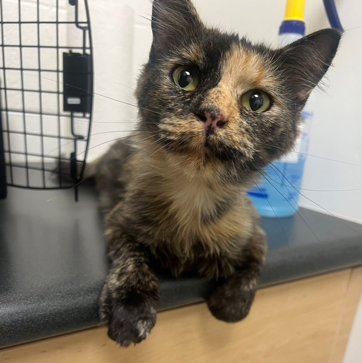 The newest member of the family. Pumpkin McCatffrey