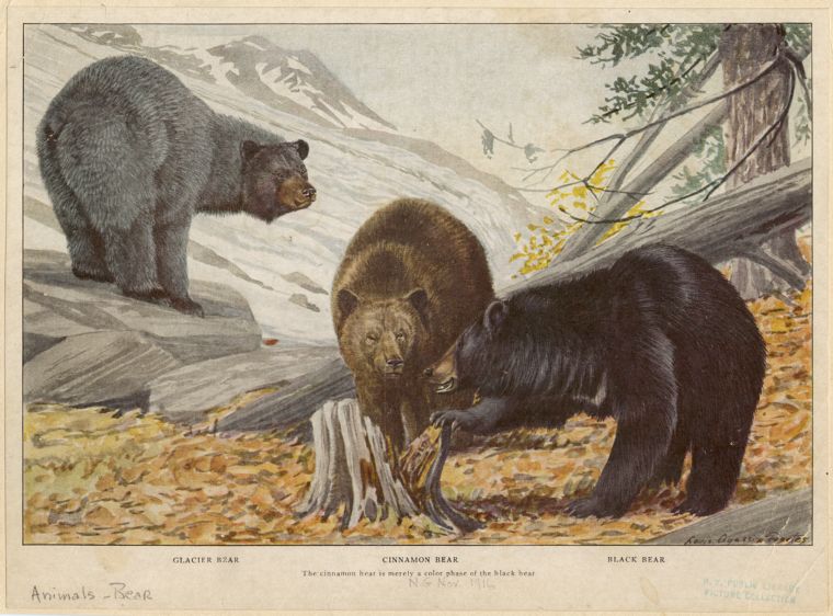 nypl's tweet image. Everyone, wake up, it’s Fat Bear Week. 🐻
But Alaska isn’t the only place where you can find beautifully chunky bears. Hop over to #NYPLDigitalCollections for some more bear content as you prepare to vote for your favorite bear.