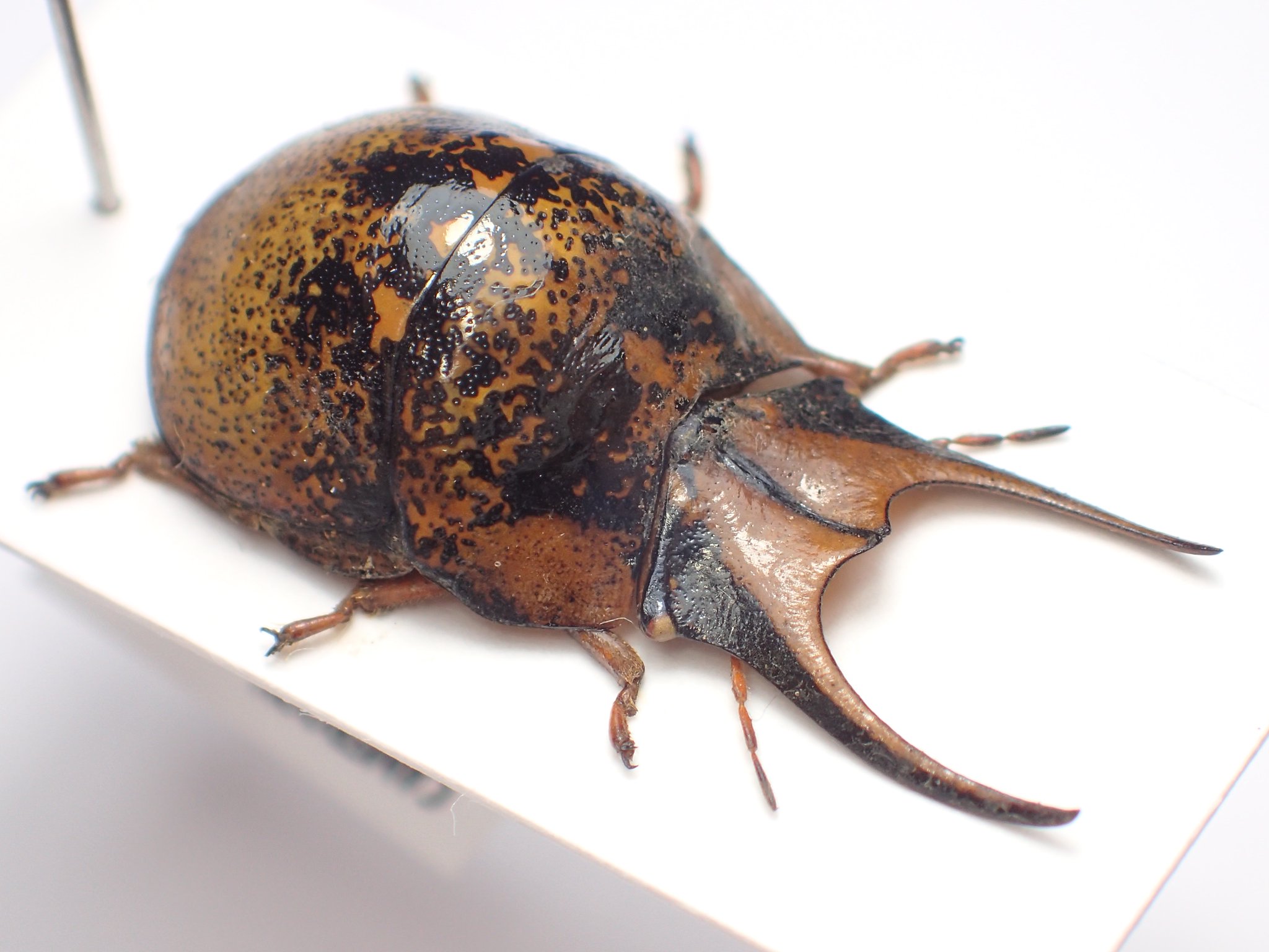 カメルーン産イネルミスサスマタカブト25mm