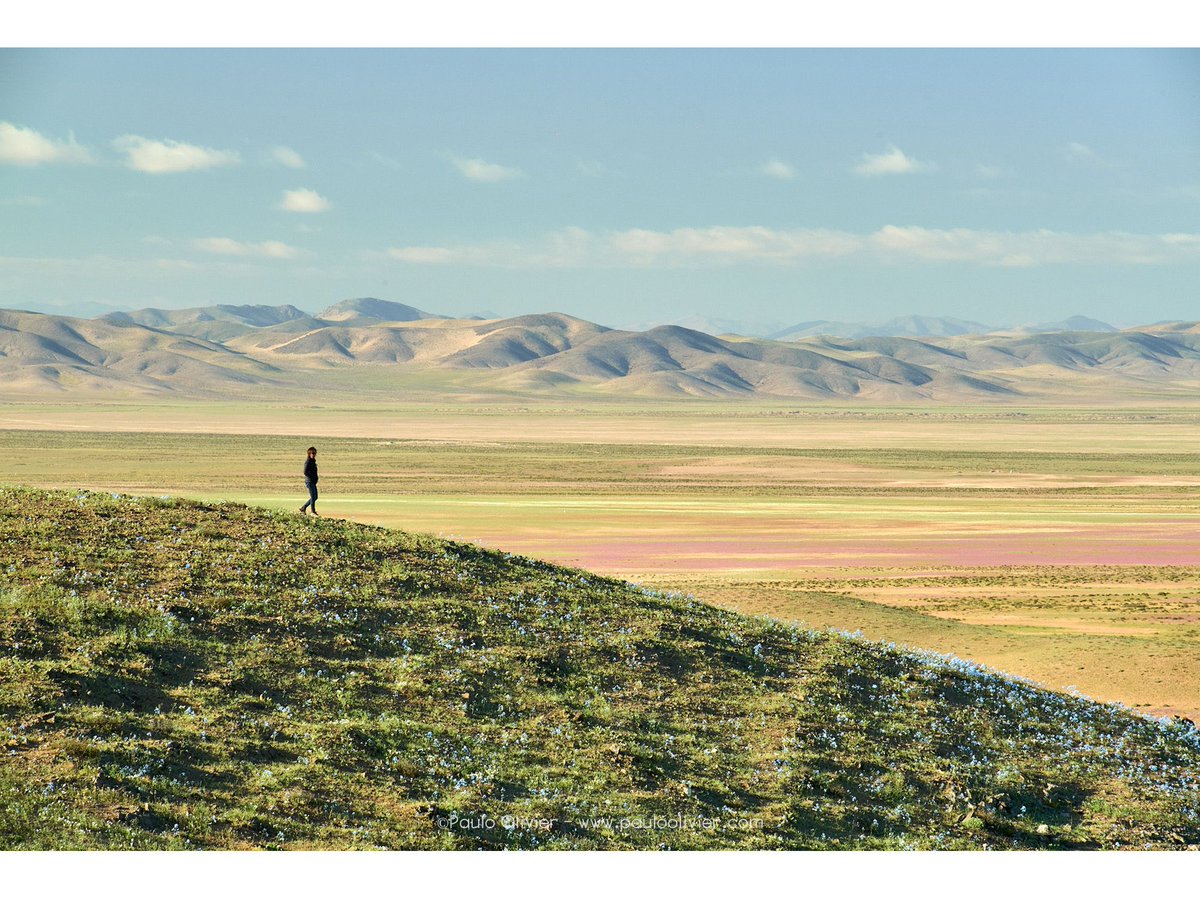¿Vamos a fotografiarlo?

Ver el desierto florido, cubierto de colores y especies, es un verdadero milagro que solo puede presenciarse cada cierta cantidad de años en que se dan ciertas condiciones de precipitación.

+INFO: pauloolivier.com/fototour/desie…
