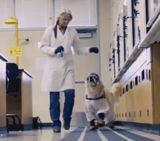 Sampson the Service Dog tweet media