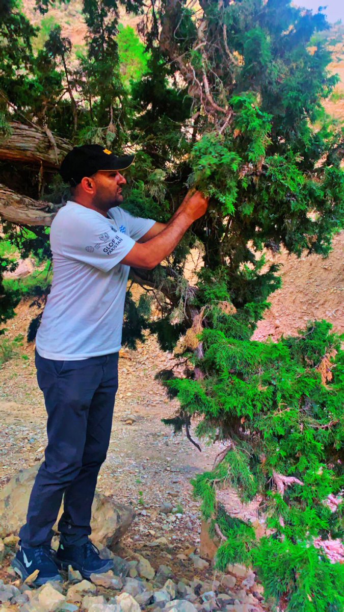 Juniper berries  a vital forest produce Packed with potential! From essential oils &amp; herbal teas to natural medicines, perfumes, and even flavoring for drinks &amp; foods ..... these tiny berries support both livelihoods &amp; conservation. #NTFP #Junip