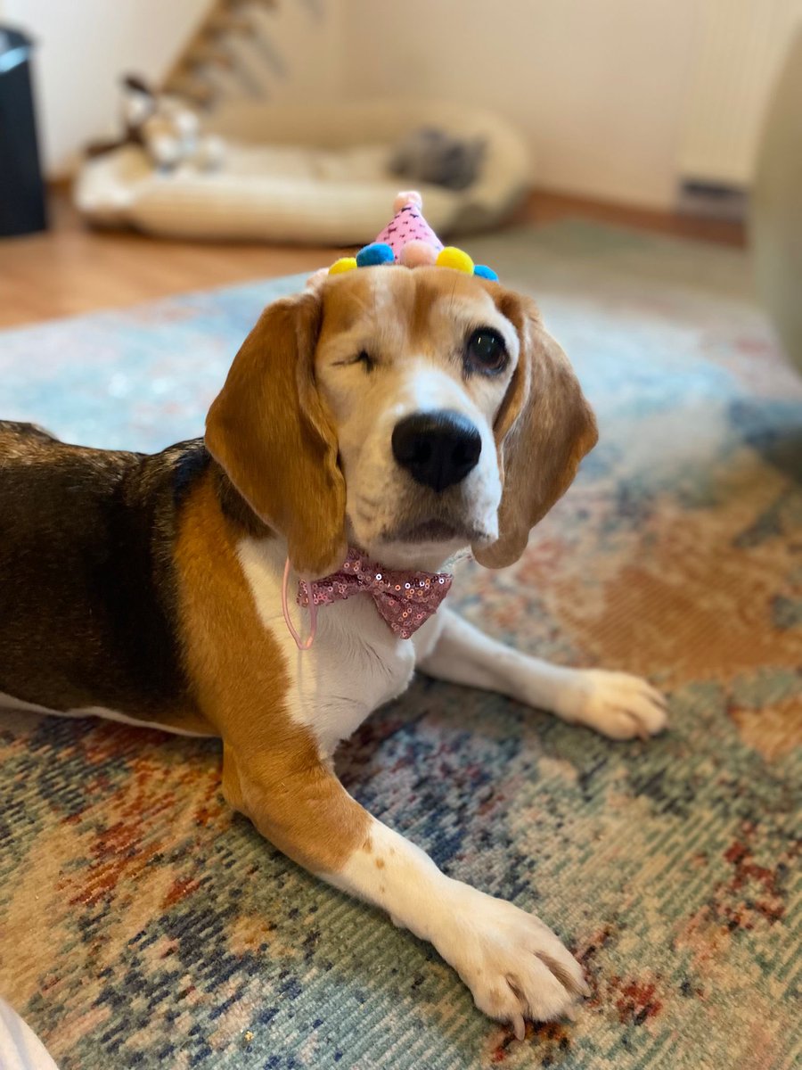 From the streets of Thailand to the queen of her household in Germany. 

McMuffin is proof that you should never give up in life now matter how bad things seem 🥰🙏 (10/10)