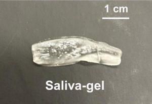 otexeworld's tweet photo. 💧 Español
Investigadores de Purdue desarrollaron un reservorio de hidrogel reutilizable que libera saliva artificial de forma gradual, ofreciendo alivio prolongado a la xerostomía y facilitando la atención odontológica. https://t.co/q2xgvrwOKS